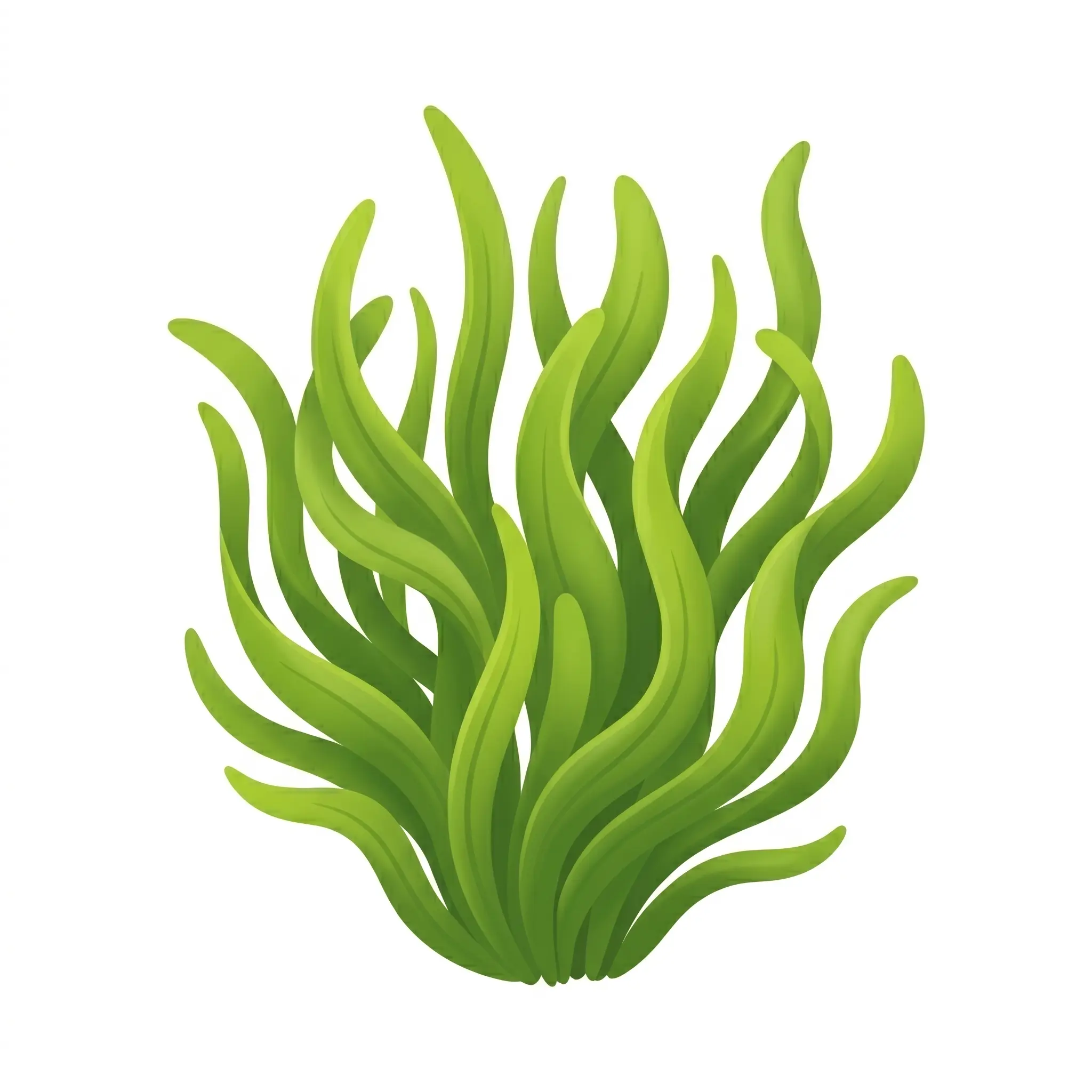 海草
